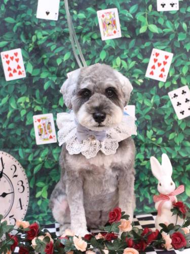 20250408ディアくん